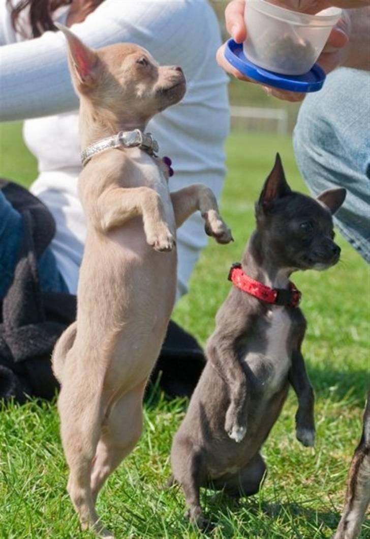 Chihuahua Diva billede 12