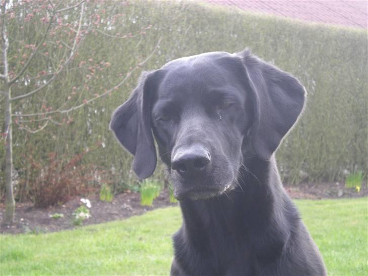 Labrador retriever Molly billede 1