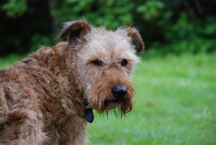 Irsk terrier Megan Von Der Neesenburg - Verdens bedste hund! :´) billede 10