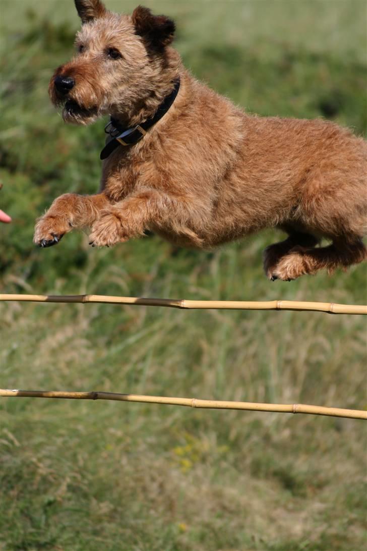 Irsk terrier Megan Von Der Neesenburg - En fantalistisk springer, det må man sige XD billede 11