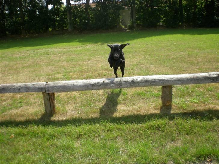 Labrador retriever Molly billede 2