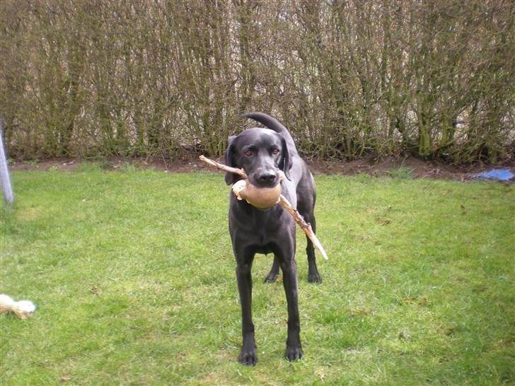 Labrador retriever Molly billede 3