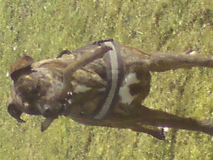 Amerikansk bulldog Damie billede 13