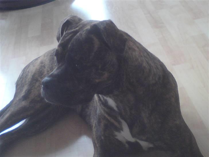 Amerikansk bulldog Damie billede 14