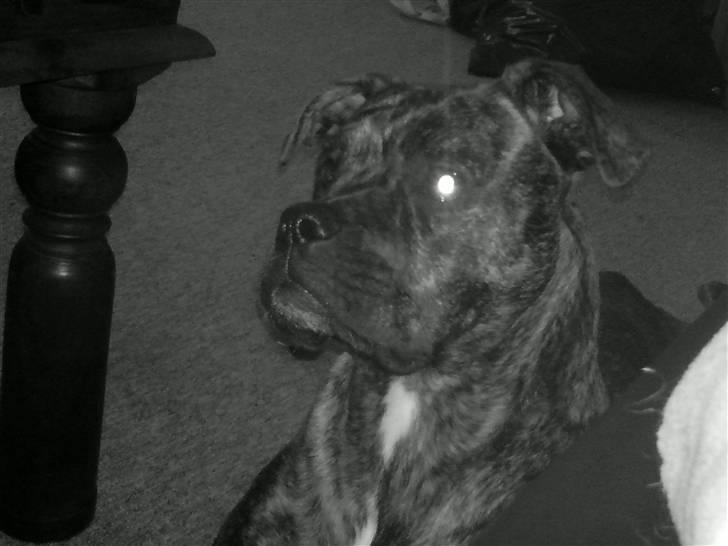 Amerikansk bulldog Damie billede 15