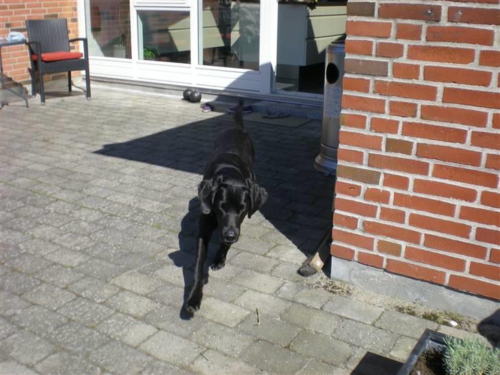 Labrador retriever Molly billede 4