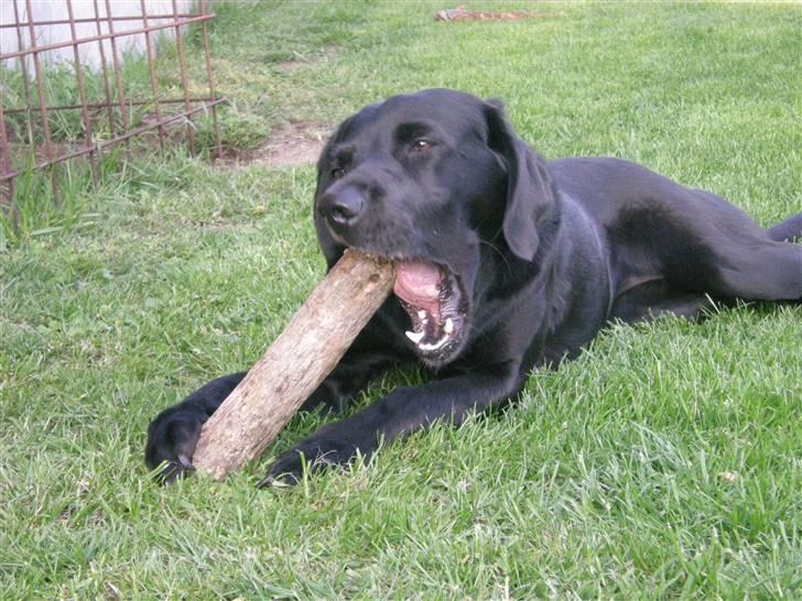 Labrador retriever Molly billede 5