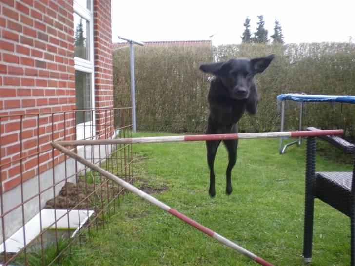 Labrador retriever Molly billede 6