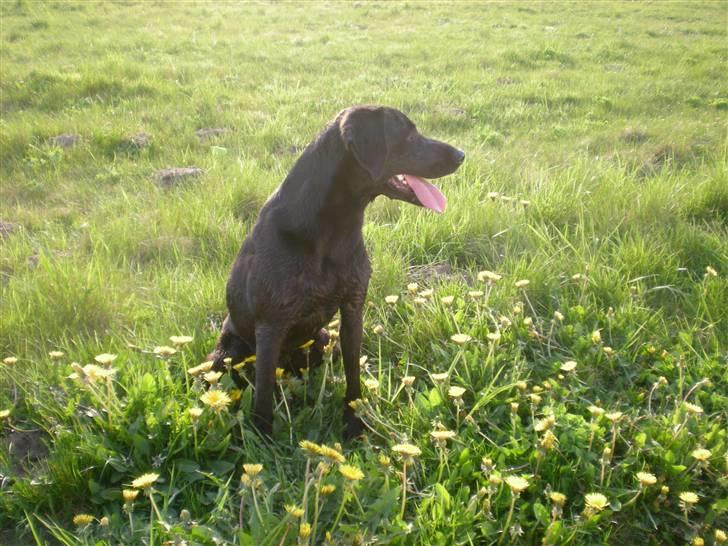 Labrador retriever Molly billede 7