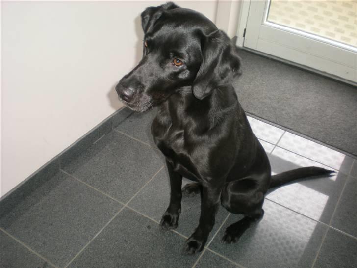 Labrador retriever Molly billede 8