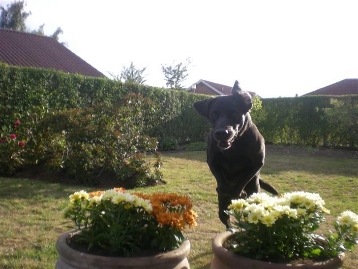 Labrador retriever Molly billede 9