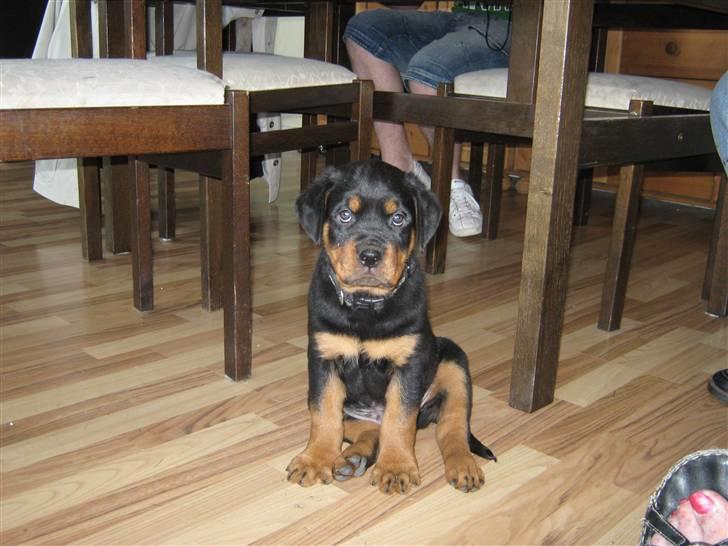 Rottweiler Rico<3 - se hvor pænt jeg kan sidde billede 12