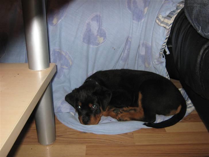 Rottweiler Rico<3 - nej hvor hygge ligge på mores dyne billede 13