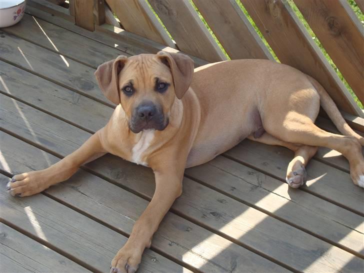 Amerikansk staffordshire terrier Buster billede 12