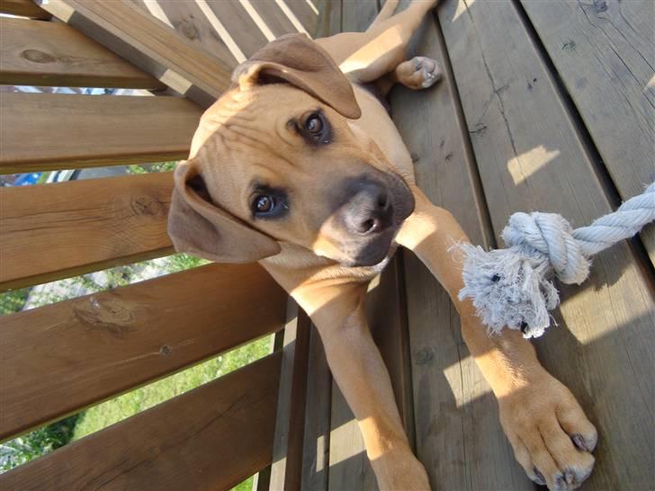 Amerikansk staffordshire terrier Buster billede 13