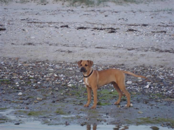 Amerikansk staffordshire terrier Buster billede 14