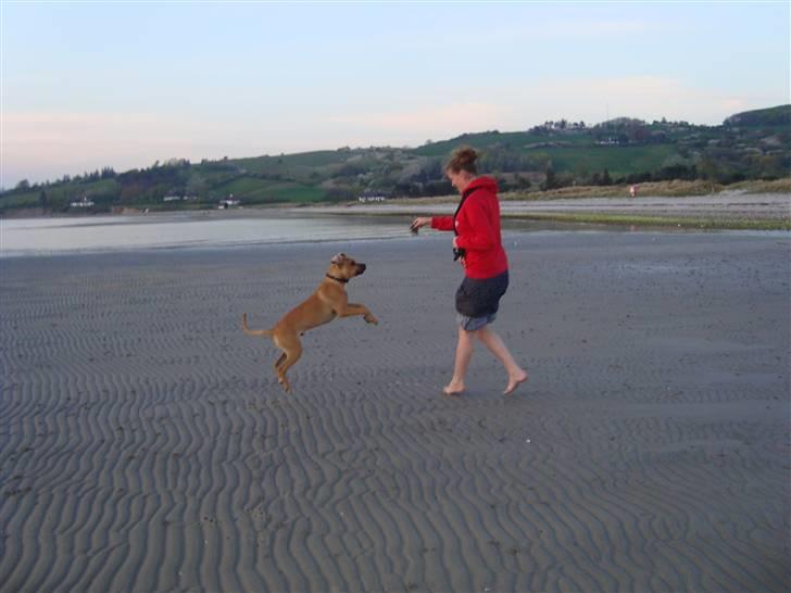 Amerikansk staffordshire terrier Buster billede 15