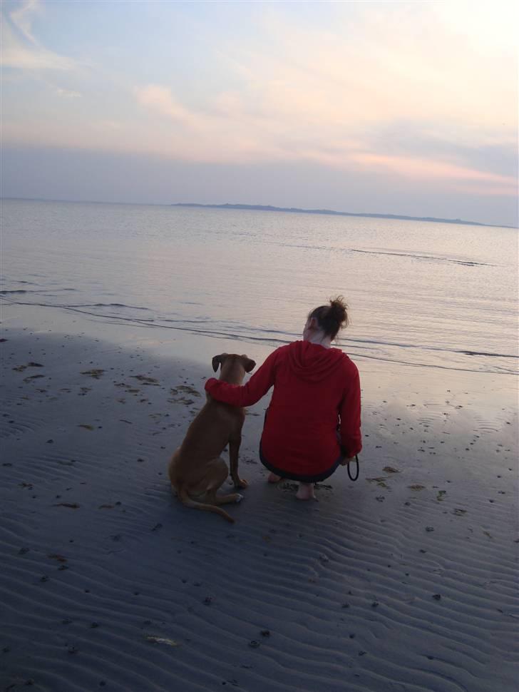 Amerikansk staffordshire terrier Buster - Nyder Solned Gangen med Mor billede 16