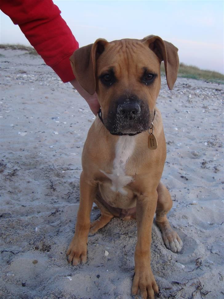 Amerikansk staffordshire terrier Buster - Jeg Har Slet Ikke Gravet...:-) billede 17