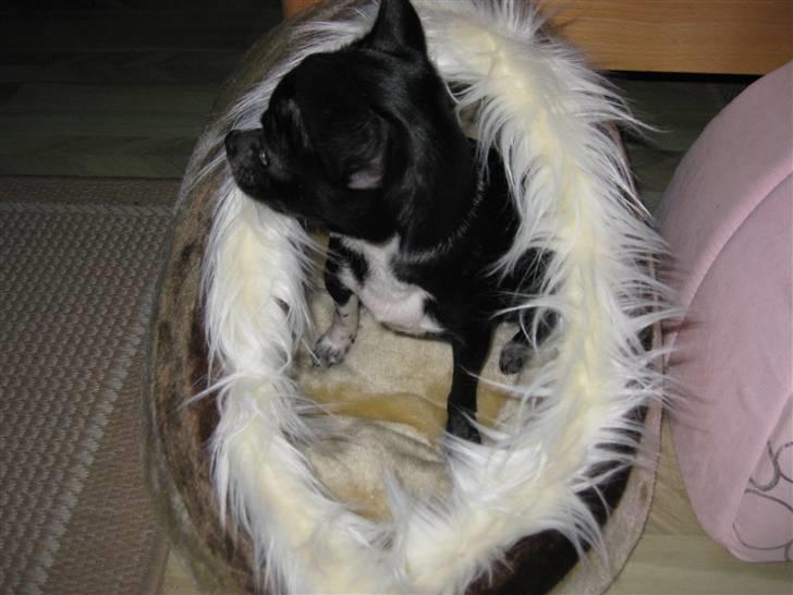 Chihuahua Molly - Hva´ sker der over!? billede 15