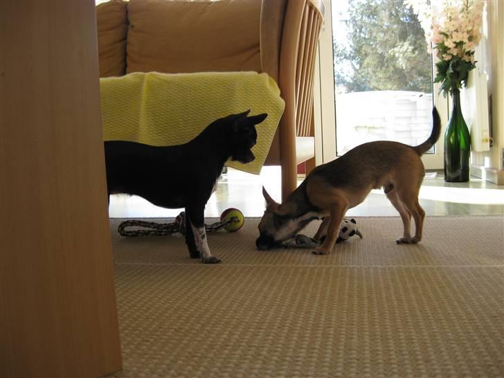 Chihuahua Molly - Hvad har du gang i Laban? billede 16