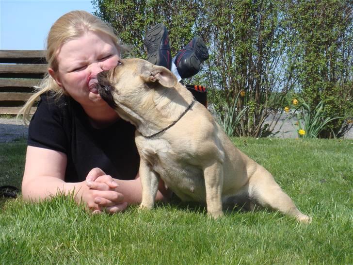 Fransk bulldog Silots Fru Fernando Møhge billede 3