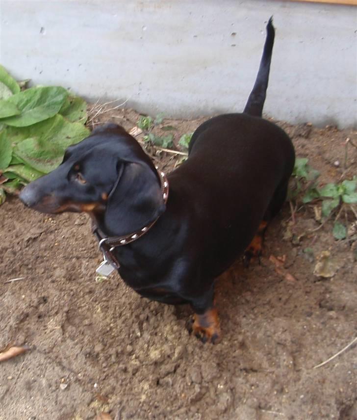 Gravhund Piw - mors - 5-4-10: hjemme i haven billede 15