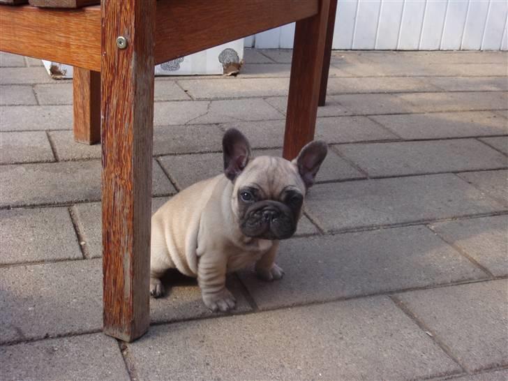 Fransk bulldog Bullconnexion Hector billede 10