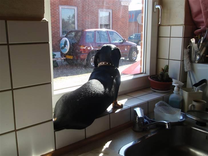 Gravhund Piw - mors billede 16