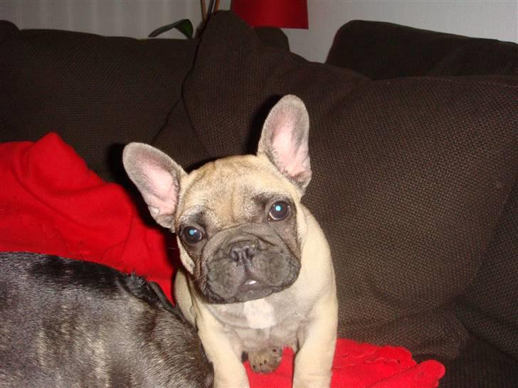 Fransk bulldog Bullconnexion Hector billede 11