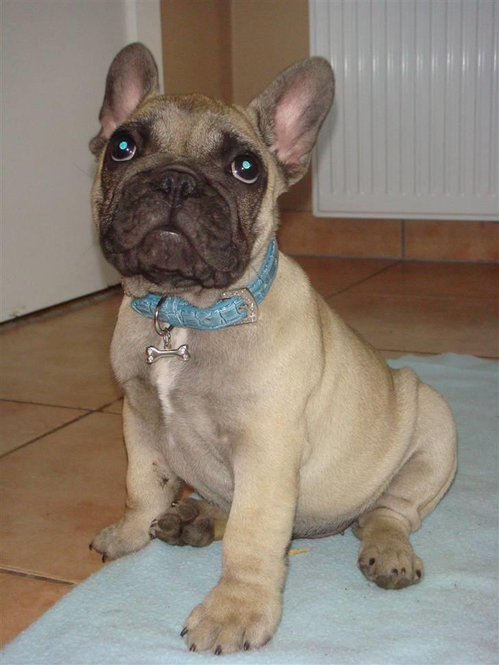 Fransk bulldog Bullconnexion Hector billede 12