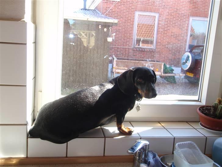 Gravhund Piw - mors billede 17