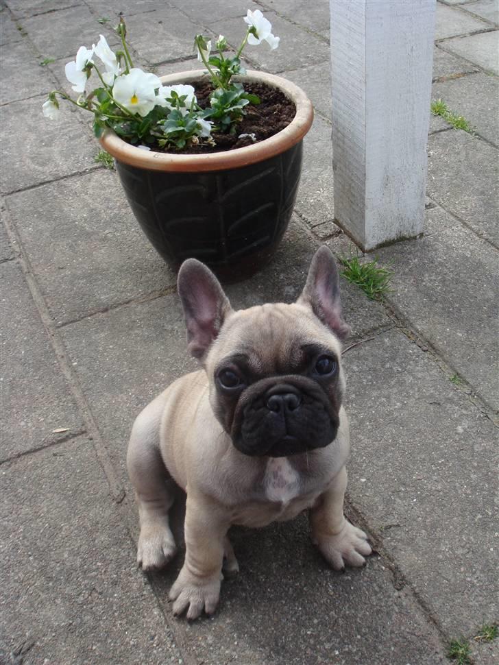 Fransk bulldog Bullconnexion Hector billede 13