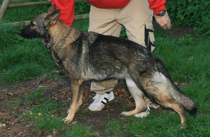 Schæferhund Hedegård's Lucky Lady billede 9