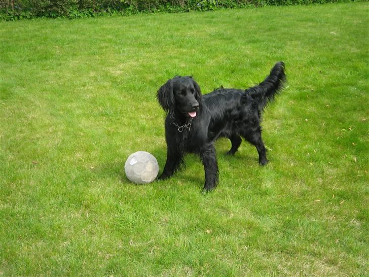 Flat coated retriever Buster billede 1