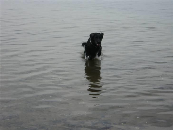 Flat coated retriever Buster billede 2