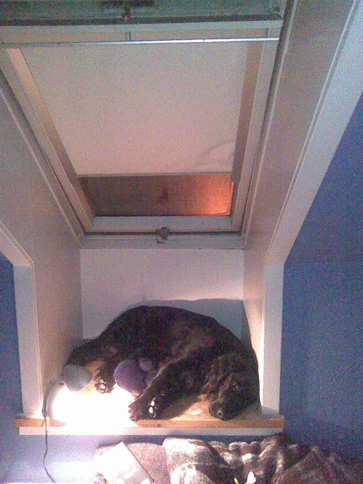 Flat coated retriever Buster billede 3