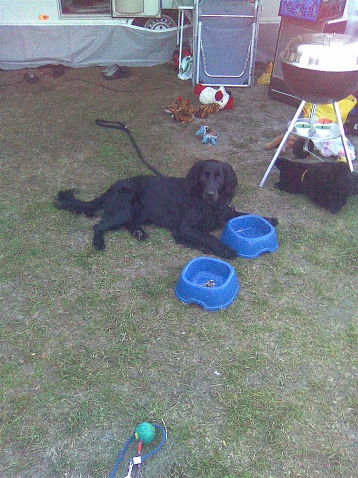 Flat coated retriever Buster billede 4