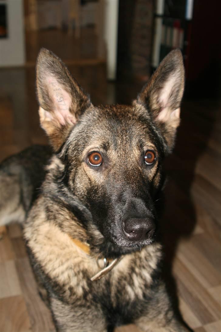 Schæferhund Hedegård's Lucky Lady billede 10