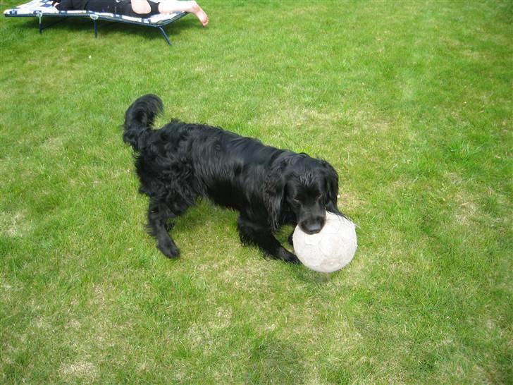 Flat coated retriever Buster billede 8