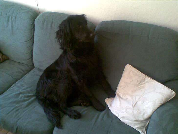 Flat coated retriever Buster billede 9