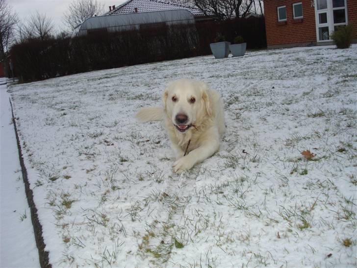 Golden retriever Charlie - Charlie ude i sne billede 10