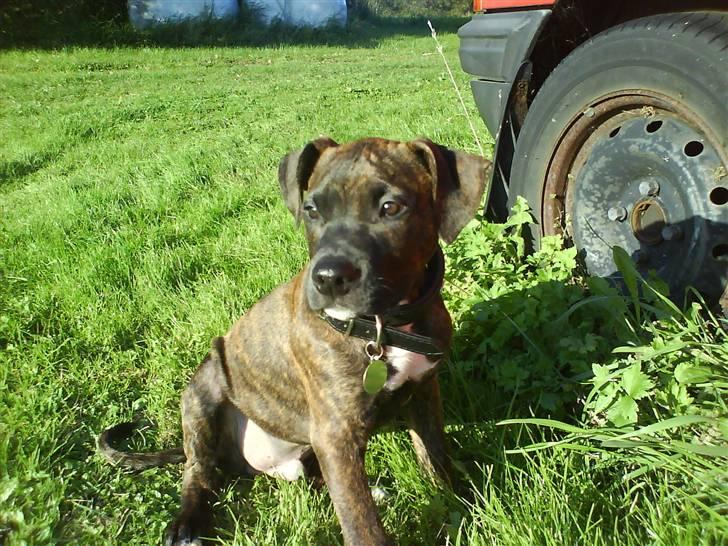 Amerikansk staffordshire terrier tajson billede 1