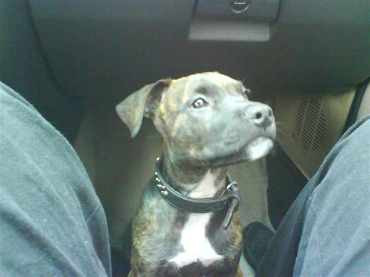 Amerikansk staffordshire terrier tajson billede 2