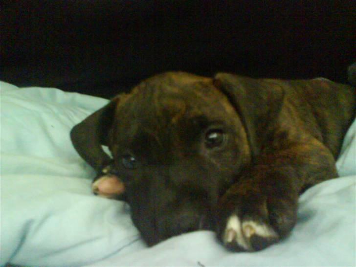 Amerikansk staffordshire terrier tajson billede 3