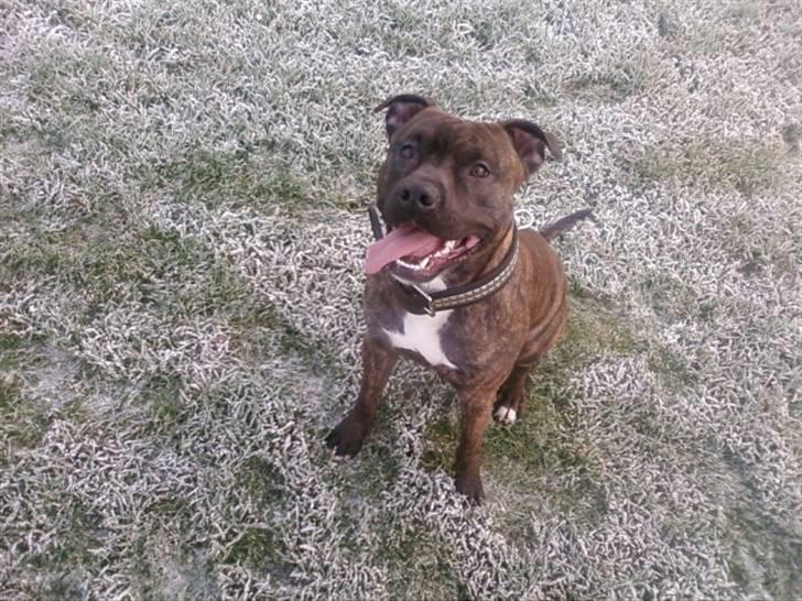 Amerikansk staffordshire terrier tajson billede 4