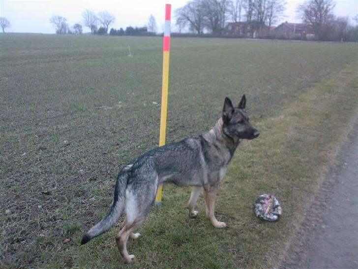 Schæferhund Sportshund Cheska. (Zenta). - Gammelt billede fra da hun var unghund. billede 29