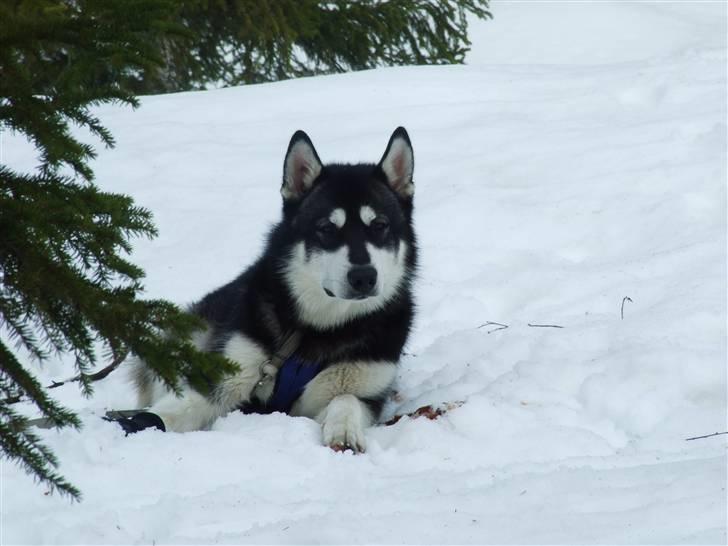 Alaskan malamute Helios - En tur til Norge - påsken 2009. Sne er altså dejligt... billede 5