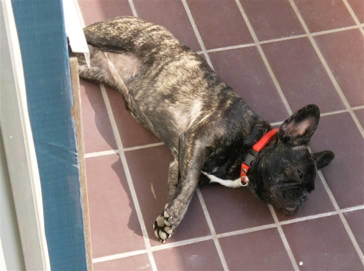 Fransk bulldog Bella - Får lige lidt sol på min tykke mave billede 15