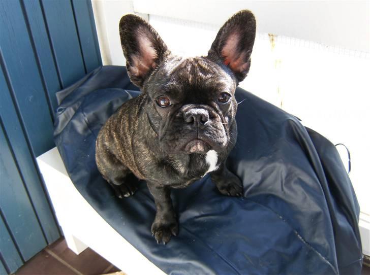 Fransk bulldog Bella billede 16